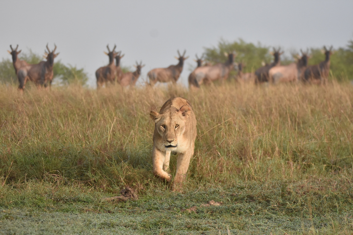 game-drives-in-masai-mara