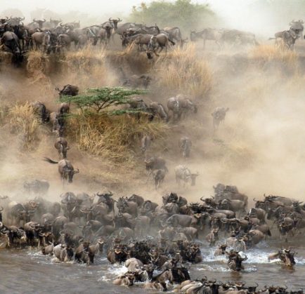 Annual Wildebeest Migration