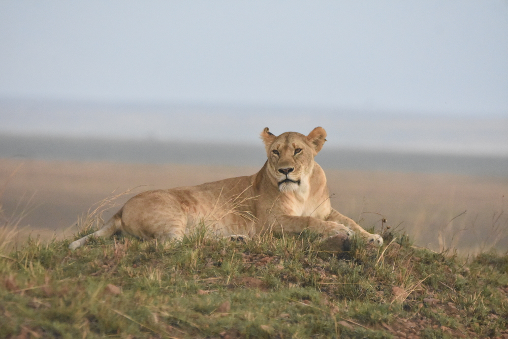 3-days-2-nights-masai-mara-safari