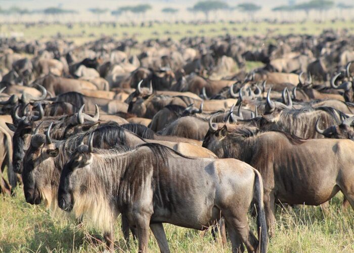 wildebeest-migration